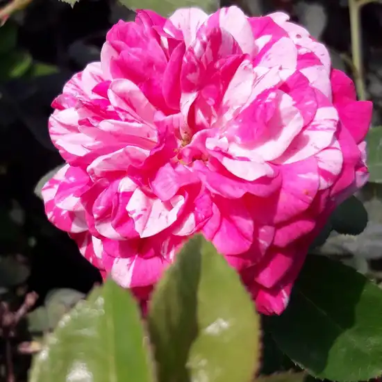Roz - alb - trandafir acoperitor